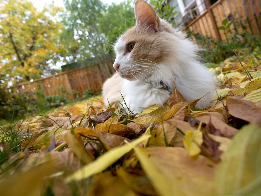 Como Criar um Ambiente Seguro para Gatos: 10 Dicas Eficazes
