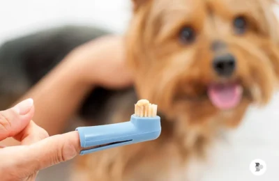 Os 9 Melhores Produtos para Higiene de Cães em 2026