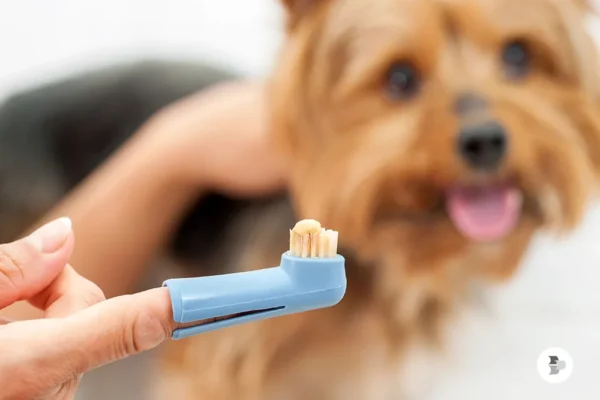 Os 9 Melhores Produtos para Higiene de Cães em 2026