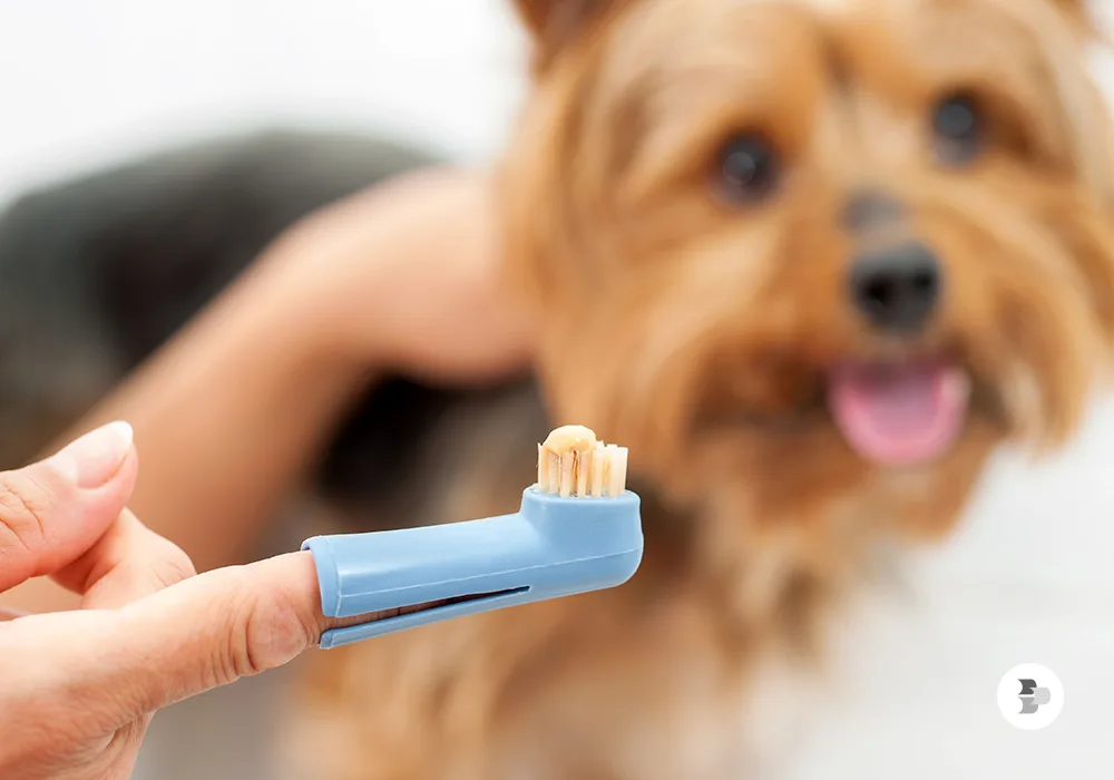 Os 9 Melhores Produtos para Higiene de Cães em 2026