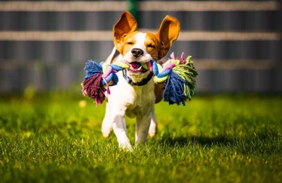 Brinquedos para Cães: Vale a Pena Investir em 2026?