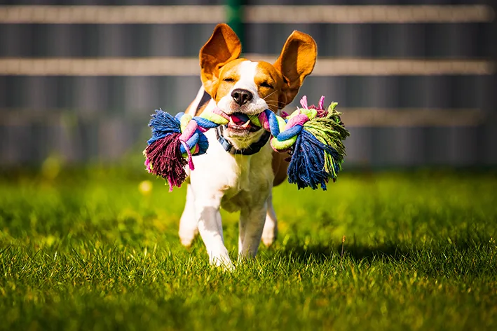Brinquedos para Cães: Vale a Pena Investir em 2026?