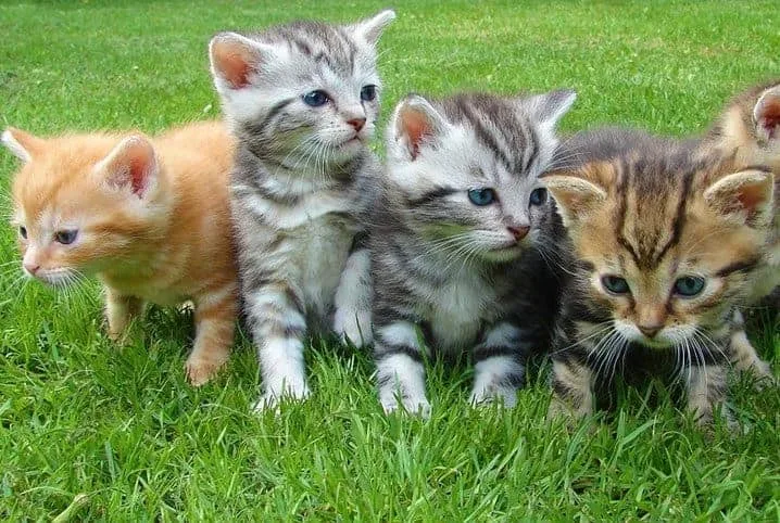 Como Cuidar de Gatos Filhotes: 7 Dicas Infalíveis em 2026