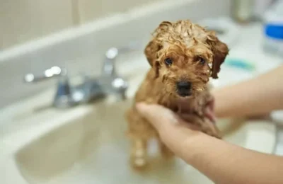 Qual o Melhor Shampoo para Cães? Análise de Produtos em 2026