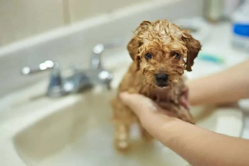 Qual o Melhor Shampoo para Cães? Análise de Produtos em 2026