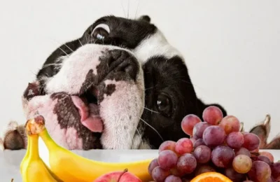 7 Alimentos que Fortalecem o Sistema Imunológico do Seu Cach