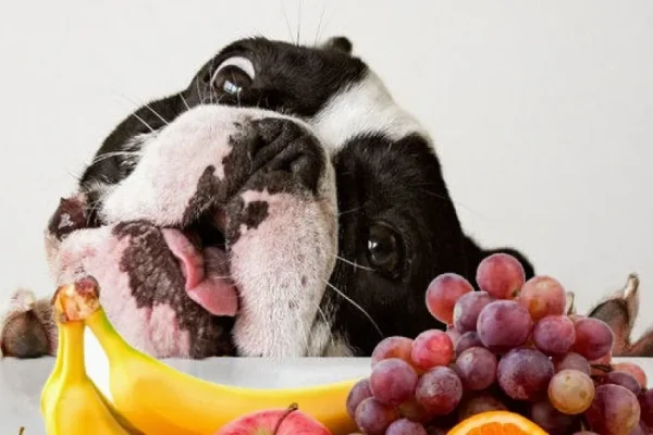7 Alimentos que Fortalecem o Sistema Imunológico do Seu Cach