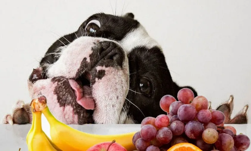 7 Alimentos que Fortalecem o Sistema Imunológico do Seu Cach