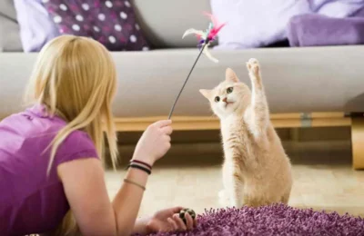 Os 7 Melhores Hacks para Cuidar de Gatos em Casa em 2026
