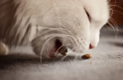 Ração Funcional para Gatos: O Que É e Como Funciona?