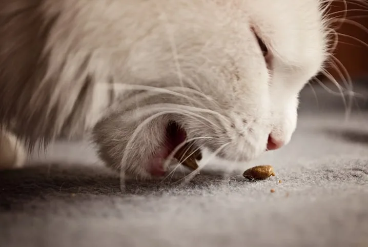 Ração Funcional para Gatos: O Que É e Como Funciona?