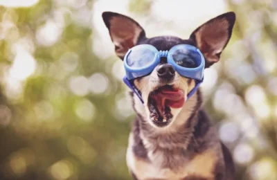 Os 5 Melhores Acessórios para Passear com Seu Cachorro em 2026
