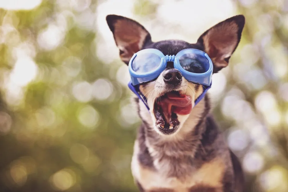 Os 5 Melhores Acessórios para Passear com Seu Cachorro em 2026